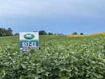 Discovery Plot 2021 Enlist soybeans