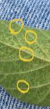 Spider mites on soybean leaf