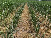 drought stressed corn 2021