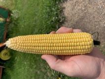Corn development August 6, 2021