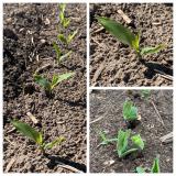 corn and soybeans May 2020