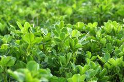 alfalfa close up