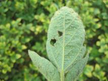 aphid infestation 2015