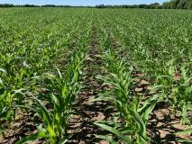June2020 corn
