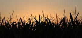 corn at sunset