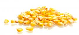 corn on white background