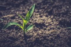 corn seedling