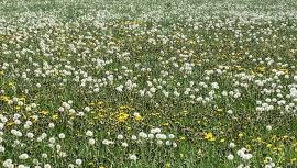 dandelions_burndown