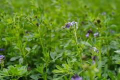 flowering alfalfa