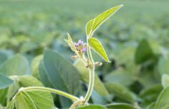 flowering soybean