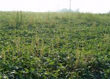 resistant weeds
