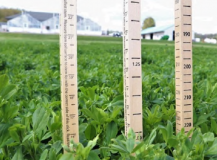 alfalfa - used by permission of Croplan