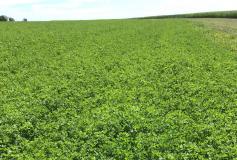 alfalfa field 2019