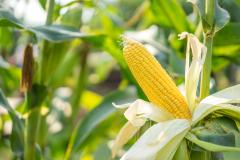 mature corn on stalk