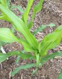 N-deficient corn