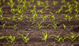 rows of corn seedlings