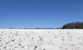 snowy field