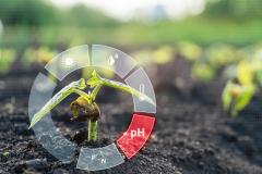 soil pH and soybean shoot