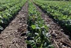 June2020 soybeans