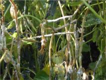 white mold on soybeans
