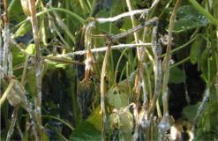 white mold on soybeans2