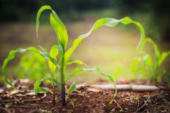 young corn seedling